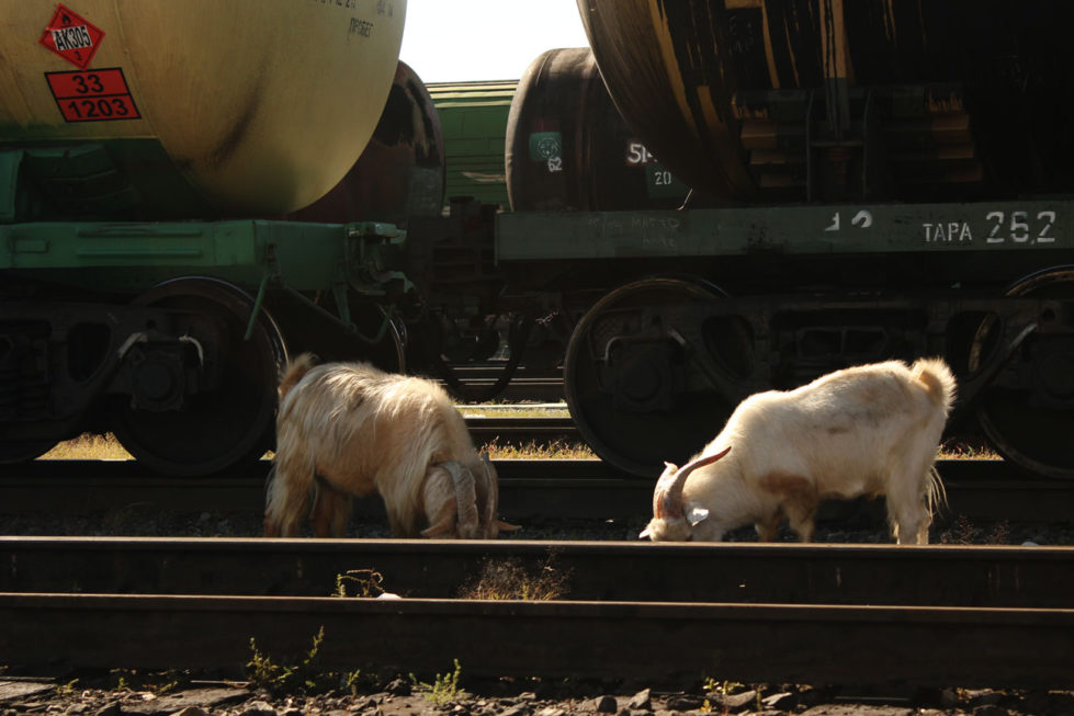 Kozy w Nauszkach na granicy rosyjskiej
