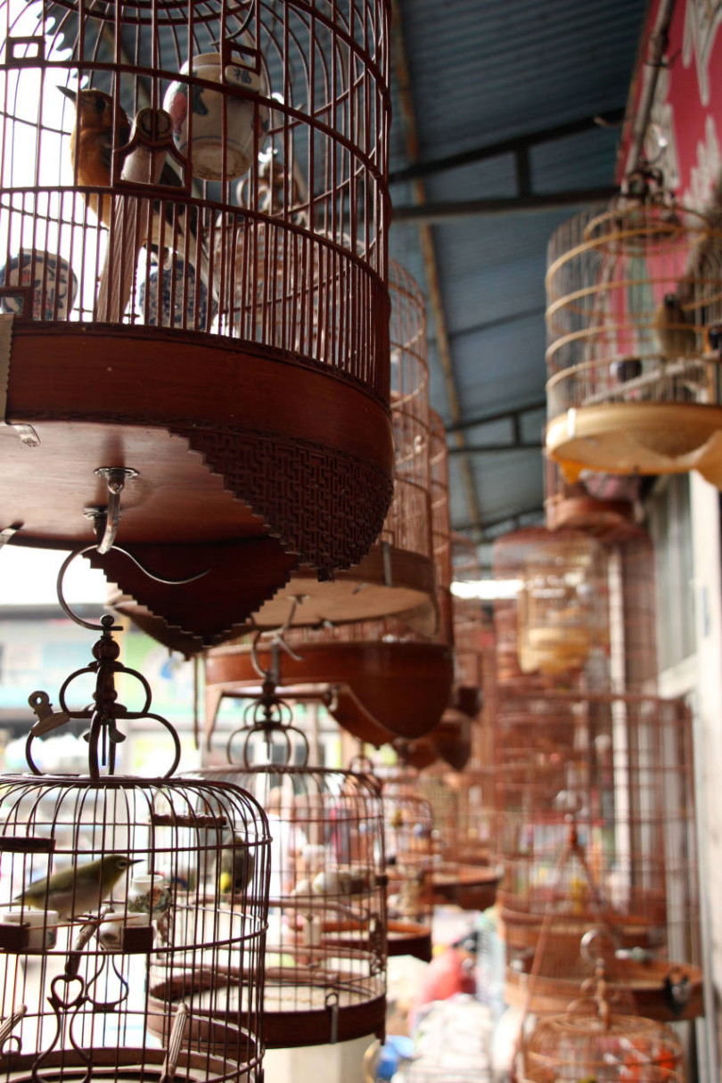 Ptaki na rynku w Guangzhou