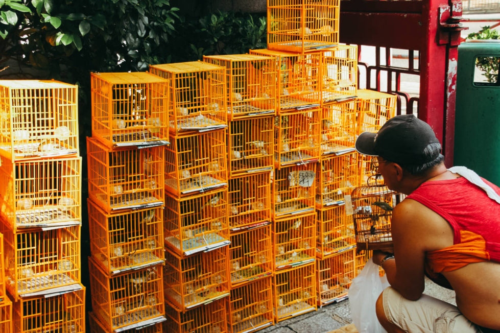 Рынок птиц в Гонконге