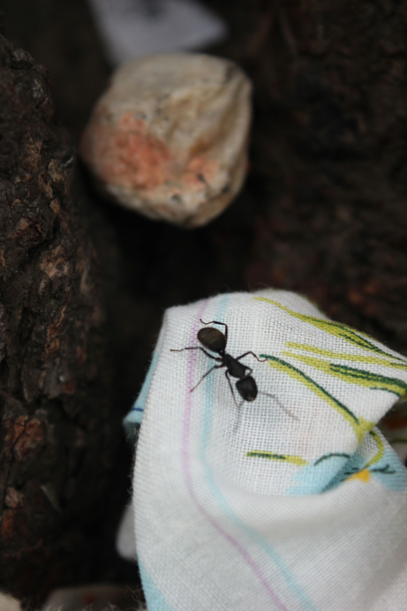 Mrówka nad Bajkałem