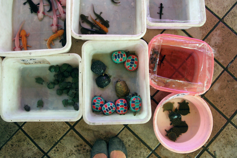 Żółwie jak pisanki