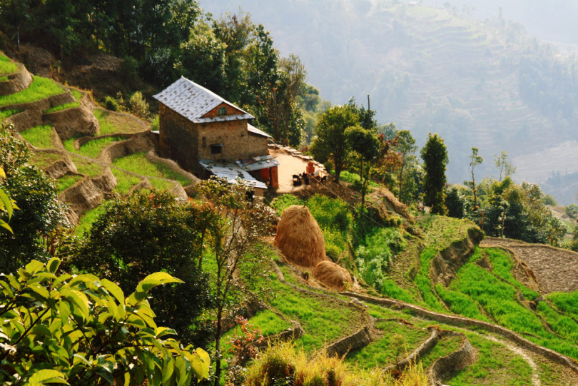 Зеленые поля - это не частое явление в долине Катманду. Семье Шиве повезло что прямо под их домом находится источник, постоянно питающий посевы.