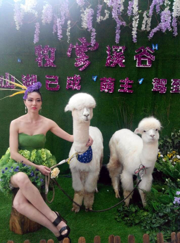 Wystawa z lamą w Chinach