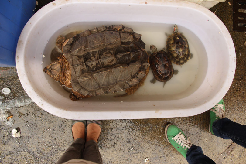 Targ rybny i żółw Chiny