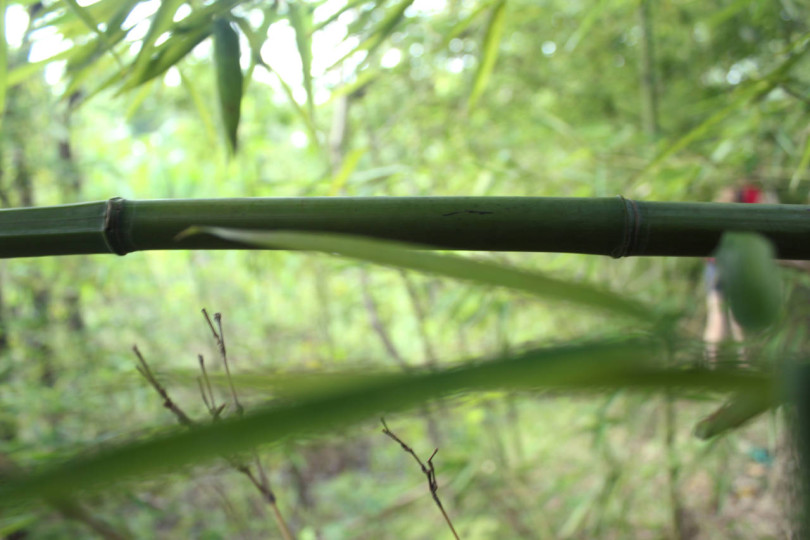 Krzaki bambusa w Xixi, Hangzhou