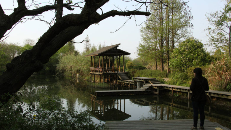 Park Xixi w Hangzhou