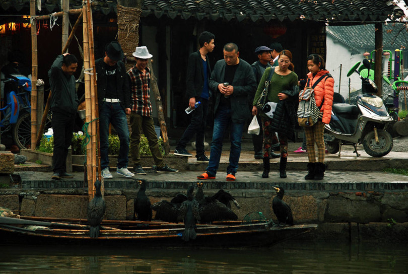 Рыбалка с птицами в Китае