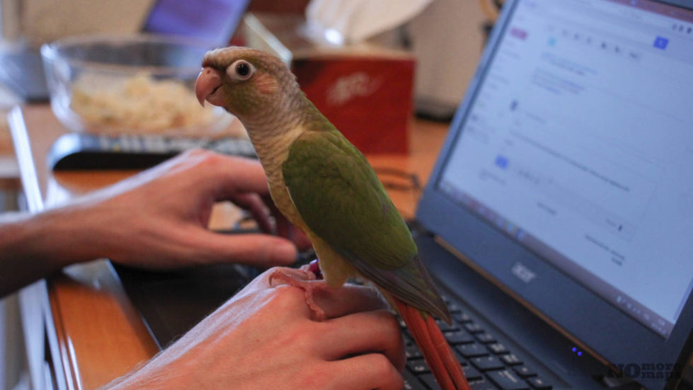Praca przez internet z papugą